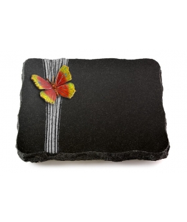 Indisch Black Strikt Papillon 1 (Color)