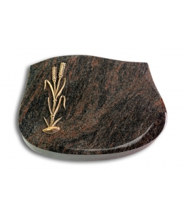 Cassiopeia/Aruba Ähren 2 (Bronze)
